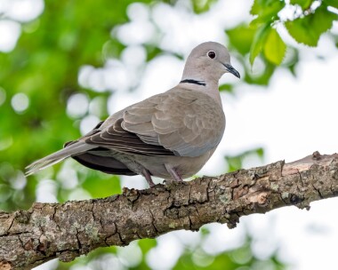 collareddove310526 97. Collared Dove Douglas, Isle of Man