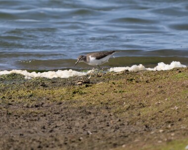 commonsandpiper070826 105. Common Sandpiper POA NR, Isle of Man