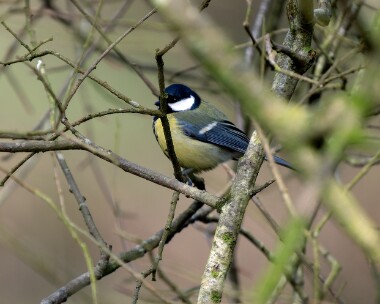 greattit270326 98. Great Tit Santon, Isle of Man