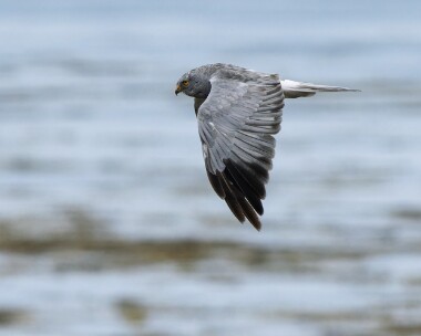 henharrier290826b 108. Hen Harrier Langness, Isle of Man