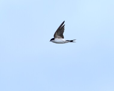 housemartin170526 100. House Martin POA NR, Isle of Man