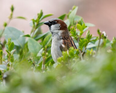 housesparrow290326 79. House Sparrow Douglas, Isle of Man