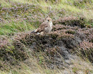 kestrel080926 116. Kestrel Marine Drive, Isle of Man