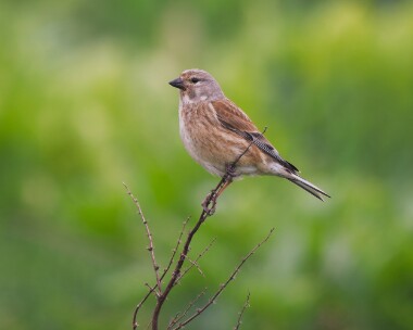 linnet010526 92. Linnet Langness, Isle of Man