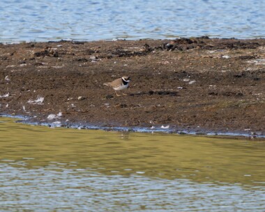 littleringedplover110526 93. Little Ringed Plover Kionslieu, Isle of Man
