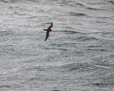 manxshearwater280726 104. Manx Shearwater Langness, Isle of Man