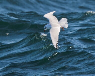 medgull200926 113. Mediterranean Gull Peel, Isle of Man