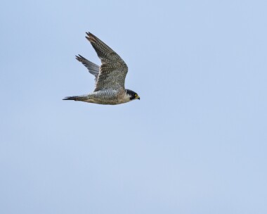 peregrine150826 106. Peregrine Langness, Isle of Man