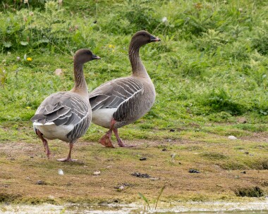 pinkfoot300526 96. Pink-footed Goose POA NR, Isle of Man