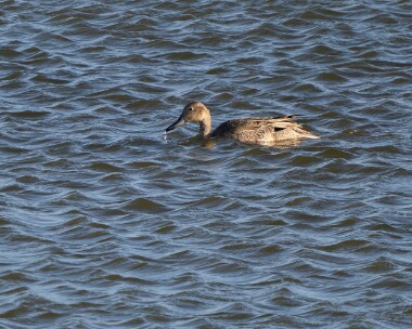 pintail200926 117. Pintail POA NR, Isle of Man