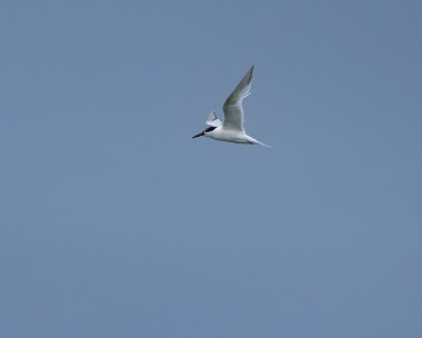 sandwichtern260726 107. Sandwich Tern POA, Isle of Man