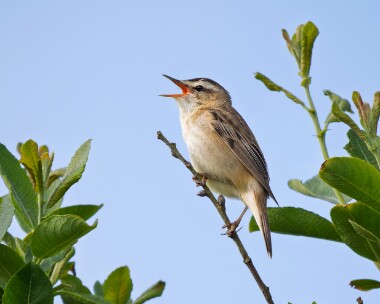 sedgewarbler160526 94. Sedge Warbler POA NR, Isle of Man