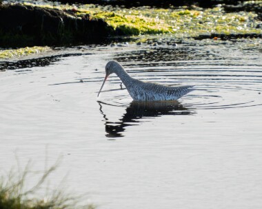 spotshank210426 88. Spotted Redshank Langness, Isle of Man