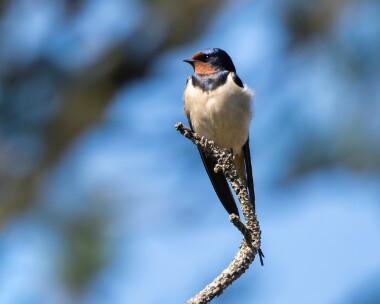 swallow250426 89. Swallow Ballaghennie, Isle of Man