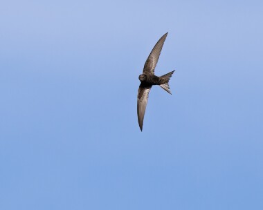 swift160526 95. Swift POA NR, Isle of Man
