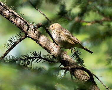 treepipit050926 115. Tree Pipit Stoney Mountain, Isle of Man