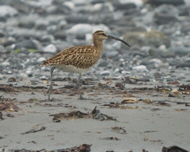 whimbrel010526 91. Whimbrel Langness, Isle of Man