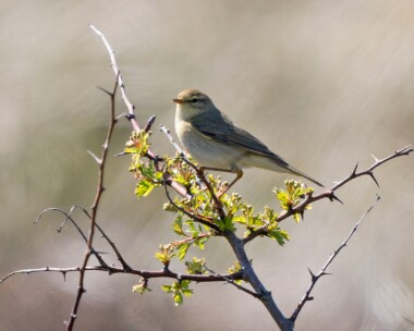 willowwarbler250426 99. Willow Warbler Ayres NNR, Isle of Man