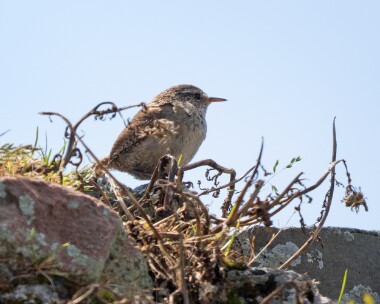 wren060626 103. Wren Langness, Isle of Man