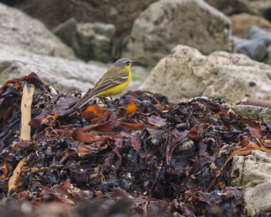 yellowwag010526 90. Yellow Wagtail Langness, Isle of Man