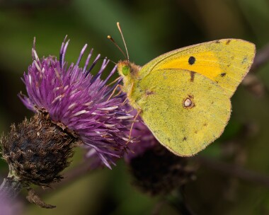 cloudedyellow100826 Clouded Yellow Scarlett, Isle of Man